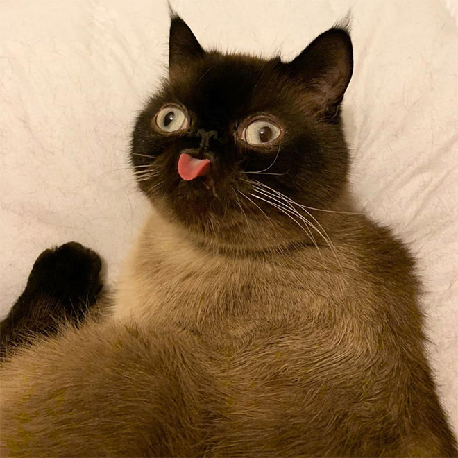 Meet Ikru: The Cat Who Always Forgets To Put His Tongue Away