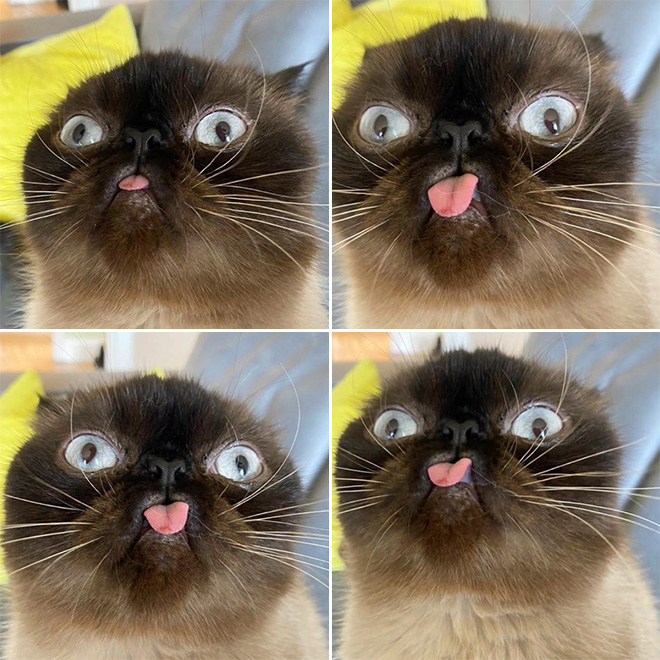 Meet Ikru: The Cat Who Always Forgets To Put His Tongue Away