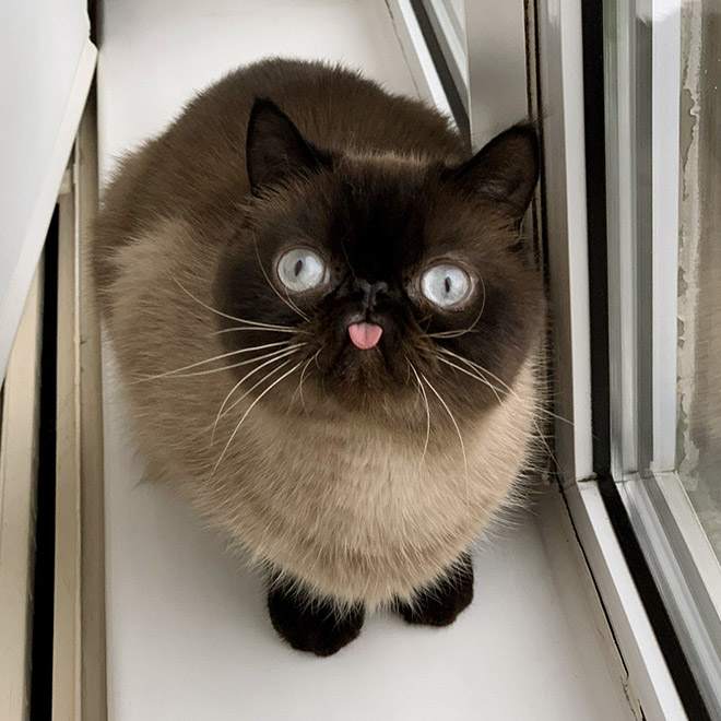 Meet Ikru: The Cat Who Always Forgets To Put His Tongue Away