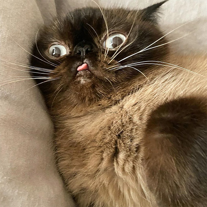 Meet Ikru: The Cat Who Always Forgets To Put His Tongue Away