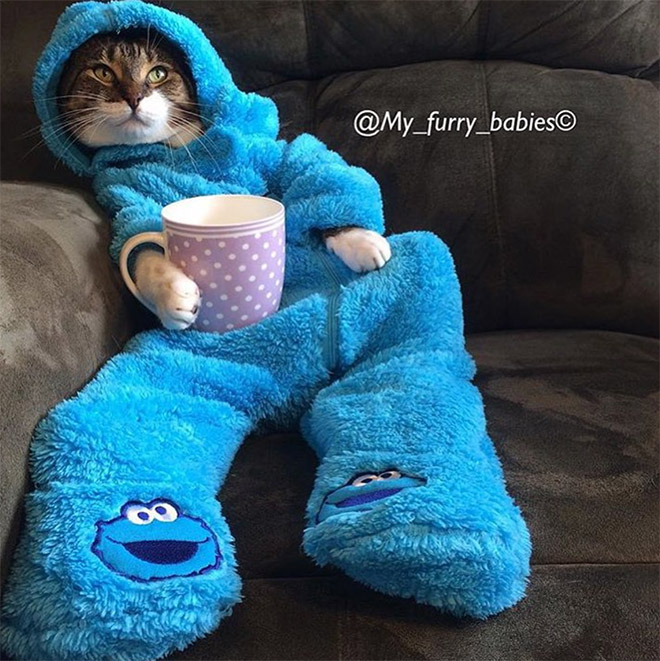 Meet Joey: The Cookie Monster Onesie Wearing Cat