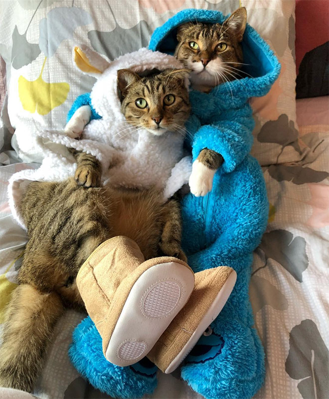 Meet Joey: The Cookie Monster Onesie Wearing Cat