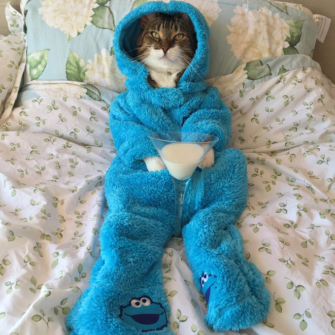 Meet Joey: The Cookie Monster Onesie Wearing Cat