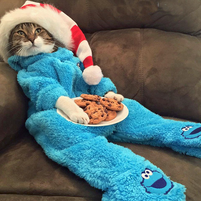 Meet Joey: The Cookie Monster Onesie Wearing Cat