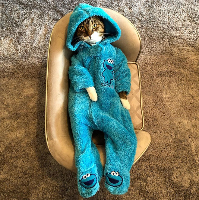 Meet Joey: The Cookie Monster Onesie Wearing Cat