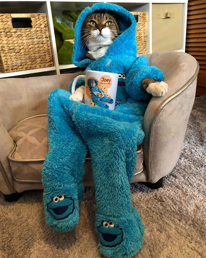 Meet Joey: The Cookie Monster Onesie Wearing Cat