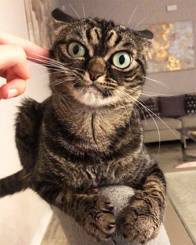 Meet Kitzia: The New Grumpy Cat That Looks Even Angrier Than The Predecessor