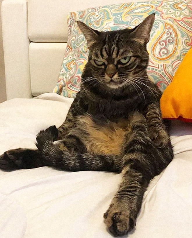 Meet Kitzia: The New Grumpy Cat That Looks Even Angrier Than The Predecessor