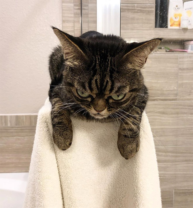 Meet Kitzia: The New Grumpy Cat That Looks Even Angrier Than The Predecessor