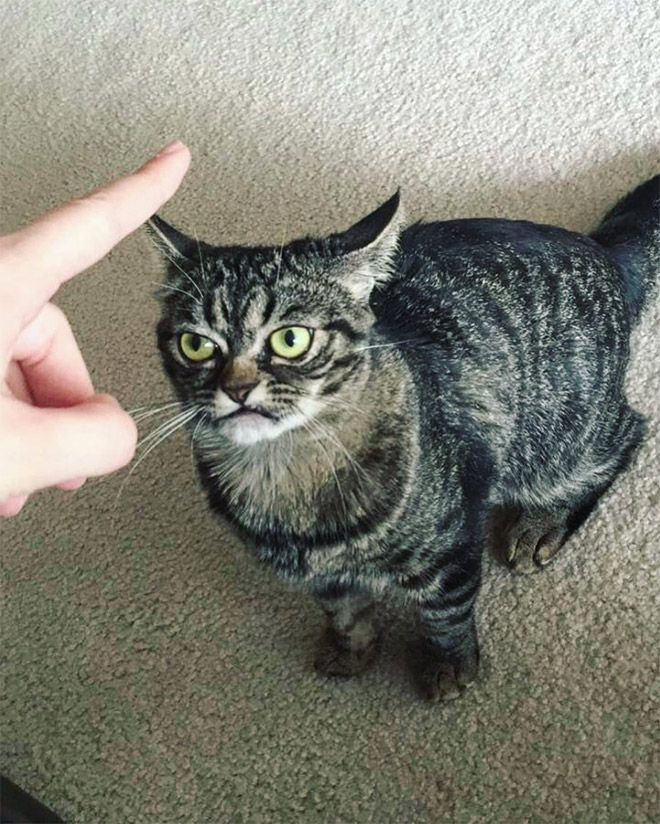 Meet Kitzia: The New Grumpy Cat That Looks Even Angrier Than The Predecessor