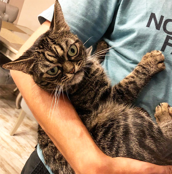 Meet Kitzia: The New Grumpy Cat That Looks Even Angrier Than The Predecessor