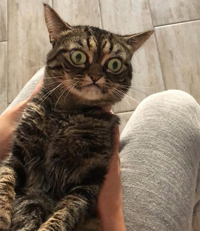 Meet Kitzia: The New Grumpy Cat That Looks Even Angrier Than The Predecessor