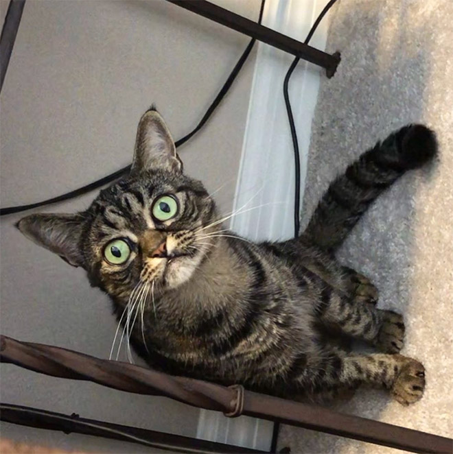 Meet Kitzia: The New Grumpy Cat That Looks Even Angrier Than The Predecessor
