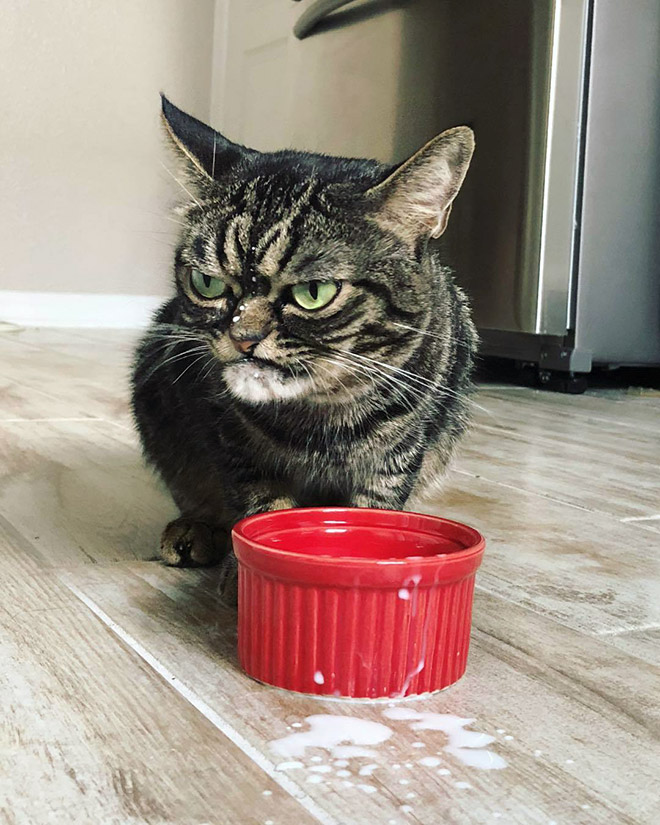 Meet Kitzia: The New Grumpy Cat That Looks Even Angrier Than The Predecessor