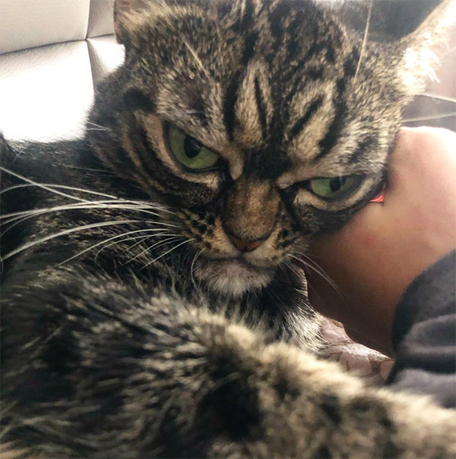 Meet Kitzia: The New Grumpy Cat That Looks Even Angrier Than The Predecessor