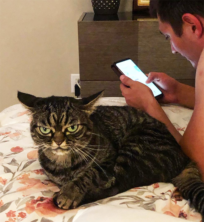 Meet Kitzia: The New Grumpy Cat That Looks Even Angrier Than The Predecessor