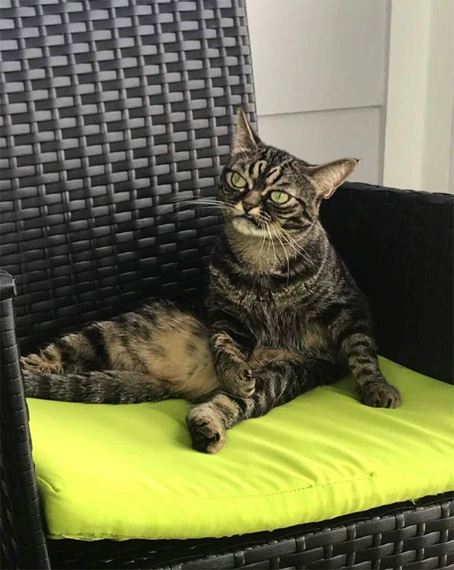 Meet Kitzia: The New Grumpy Cat That Looks Even Angrier Than The Predecessor