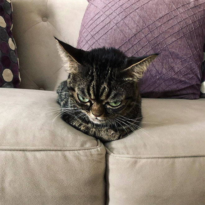 Meet Kitzia: The New Grumpy Cat That Looks Even Angrier Than The Predecessor