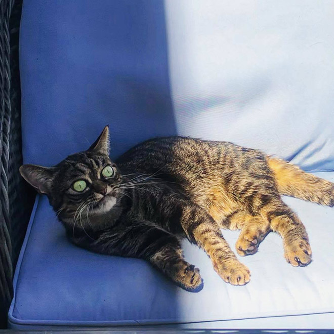 Meet Kitzia: The New Grumpy Cat That Looks Even Angrier Than The Predecessor