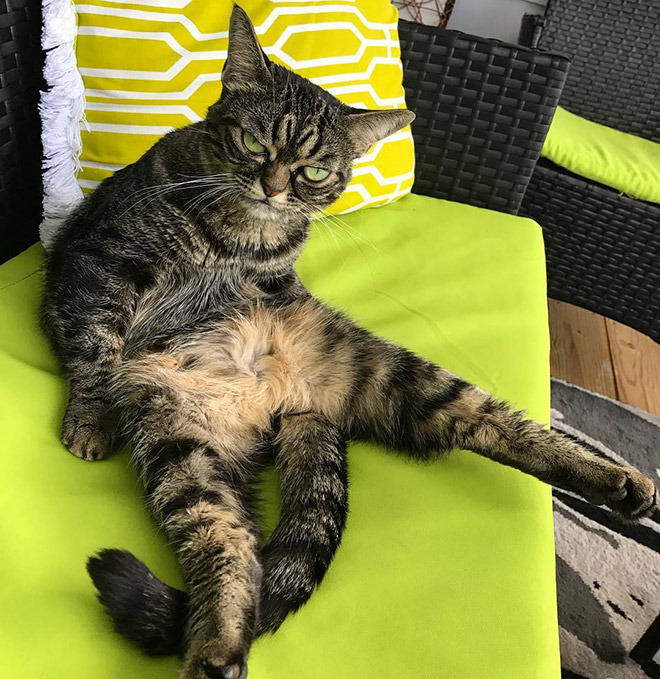 Meet Kitzia: The New Grumpy Cat That Looks Even Angrier Than The Predecessor