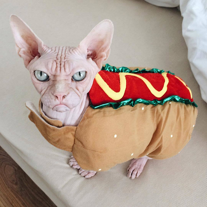 Meet Loki: The World’s Grumpiest Sphynx Cat