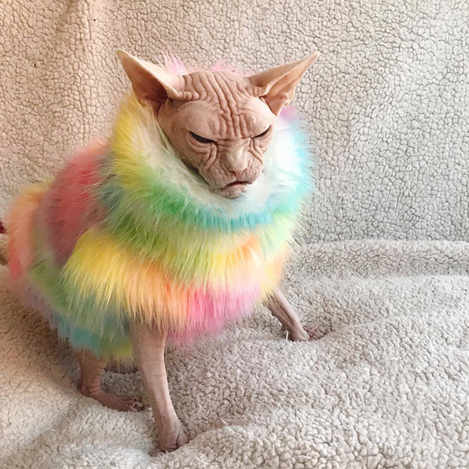 Meet Loki: The World’s Grumpiest Sphynx Cat