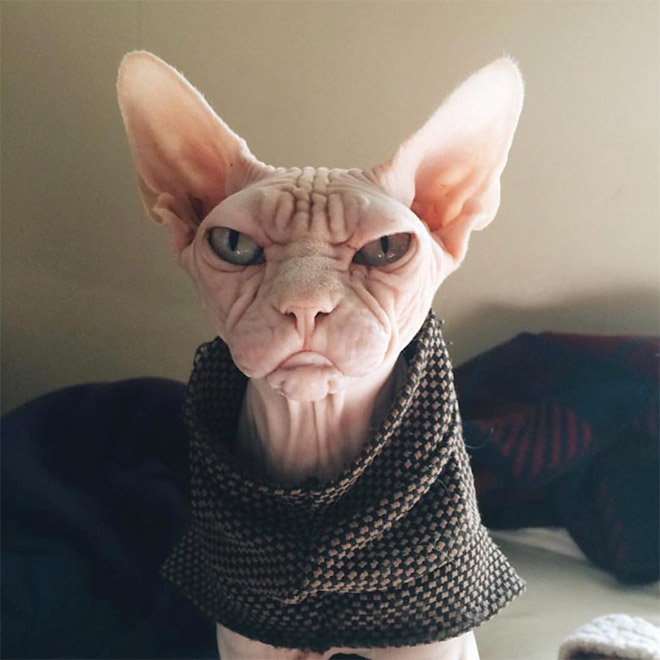 Meet Loki: The World’s Grumpiest Sphynx Cat