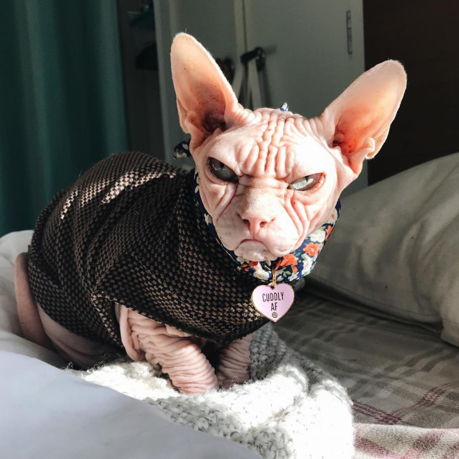 Meet Loki: The World’s Grumpiest Sphynx Cat