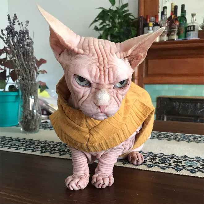 Meet Loki: The World’s Grumpiest Sphynx Cat