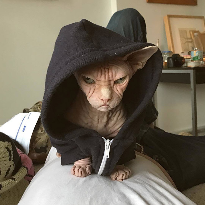 Meet Loki: The World’s Grumpiest Sphynx Cat