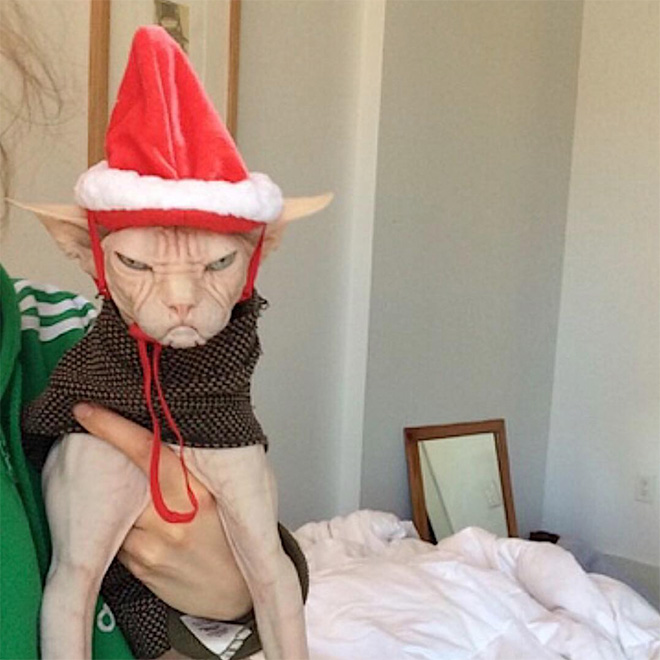 Meet Loki: The World’s Grumpiest Sphynx Cat