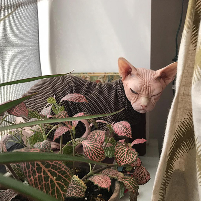 Meet Loki: The World’s Grumpiest Sphynx Cat