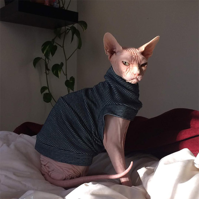 Meet Loki: The World’s Grumpiest Sphynx Cat