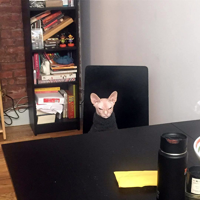 Meet Loki: The World’s Grumpiest Sphynx Cat
