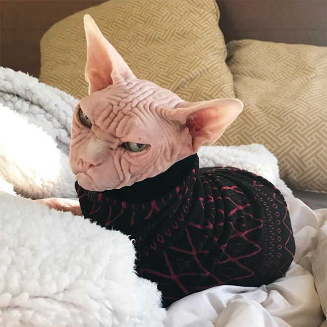 Meet Loki: The World’s Grumpiest Sphynx Cat
