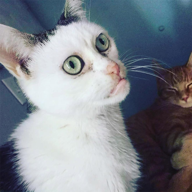Meet Marla: Cat That Looks Like Steve Buscemi