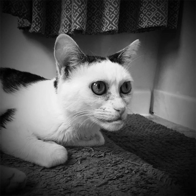 Meet Marla: Cat That Looks Like Steve Buscemi