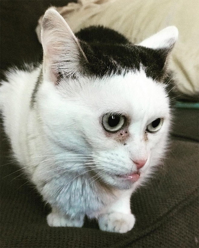 Meet Marla: Cat That Looks Like Steve Buscemi