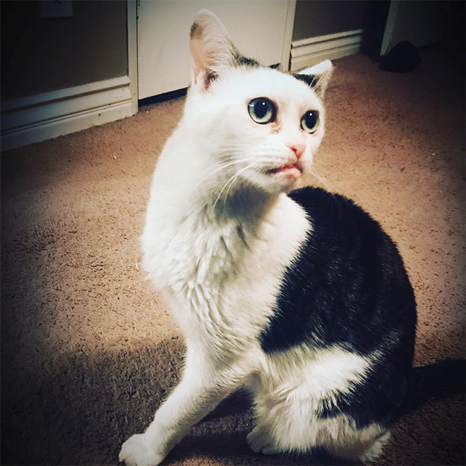 Meet Marla: Cat That Looks Like Steve Buscemi