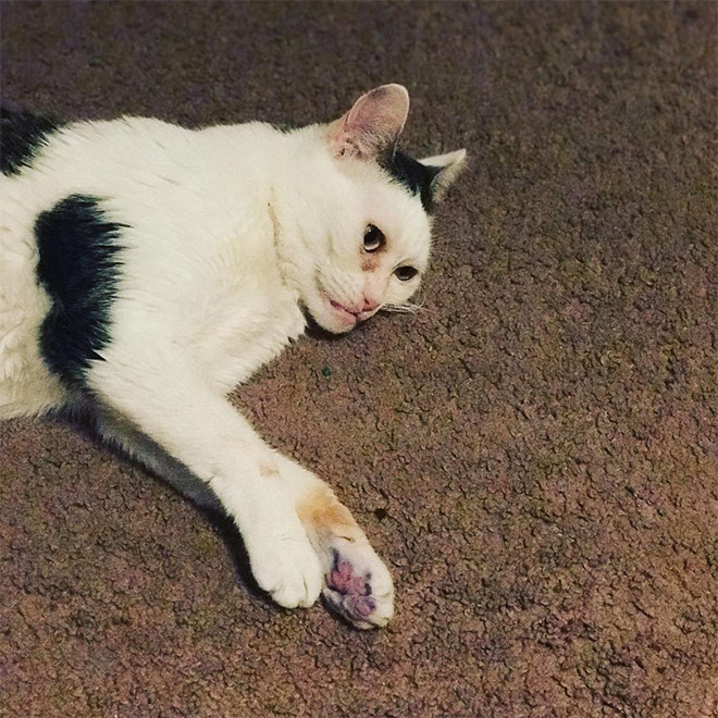 Meet Marla: Cat That Looks Like Steve Buscemi