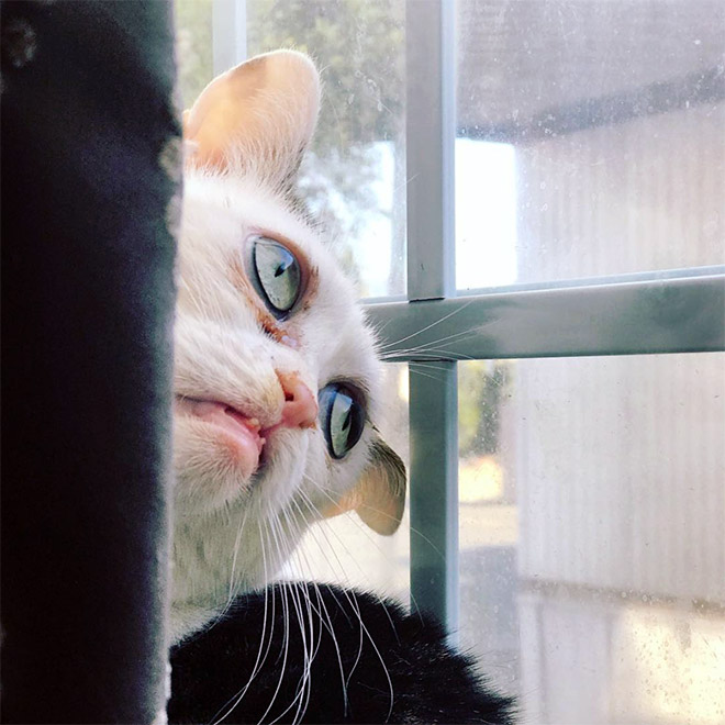 Meet Marla: Cat That Looks Like Steve Buscemi