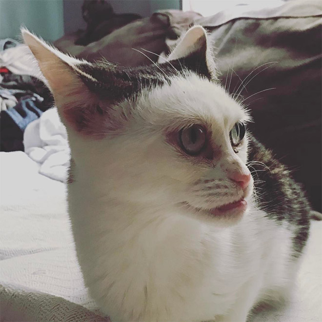 Meet Marla: Cat That Looks Like Steve Buscemi