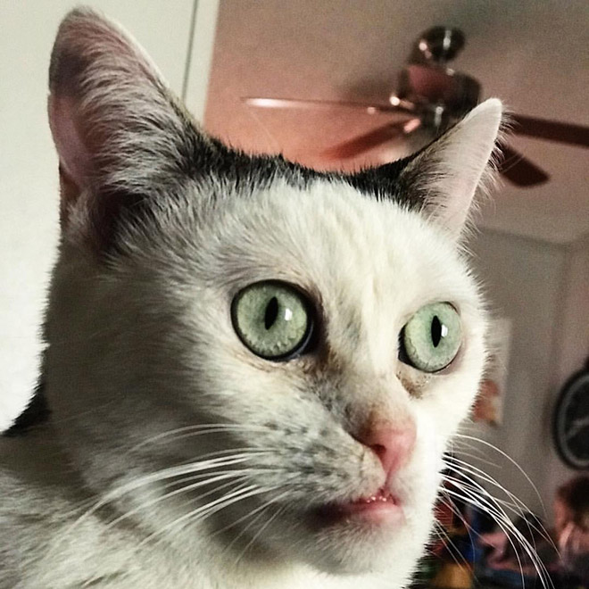 Meet Marla: Cat That Looks Like Steve Buscemi