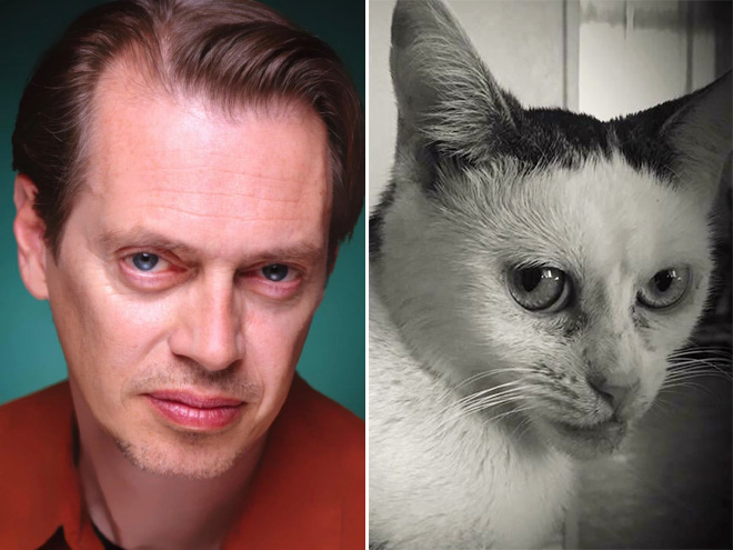 Meet Marla: Cat That Looks Like Steve Buscemi