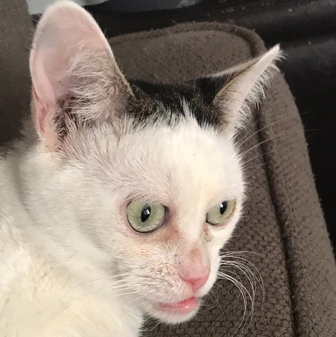 Meet Marla: Cat That Looks Like Steve Buscemi