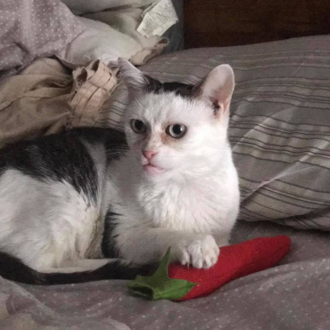 Meet Marla: Cat That Looks Like Steve Buscemi