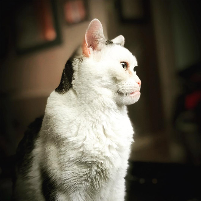 Meet Marla: Cat That Looks Like Steve Buscemi