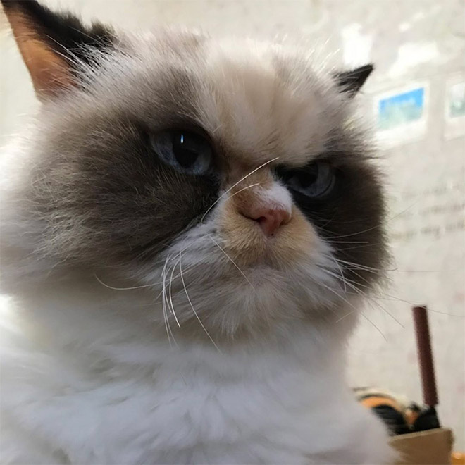 Meet The New Grumpy Cat That Looks Even Angrier Than Her Predecessor