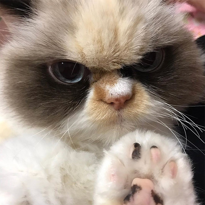 Meet The New Grumpy Cat That Looks Even Angrier Than Her Predecessor