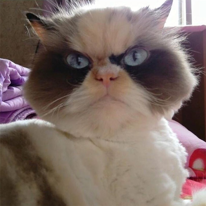 Meet The New Grumpy Cat That Looks Even Angrier Than Her Predecessor